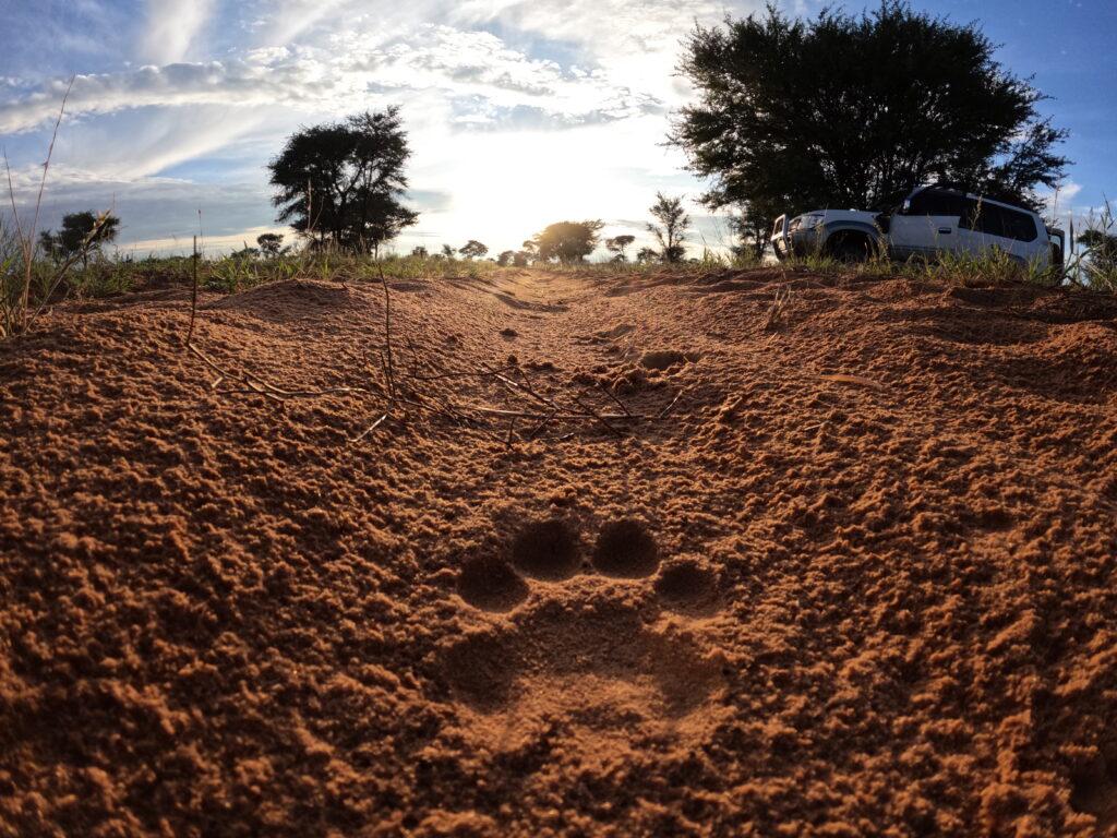 Kgalagadi safari lion track