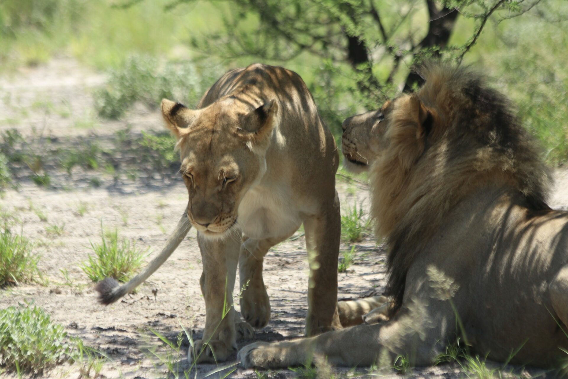 Kgalagadi safari 