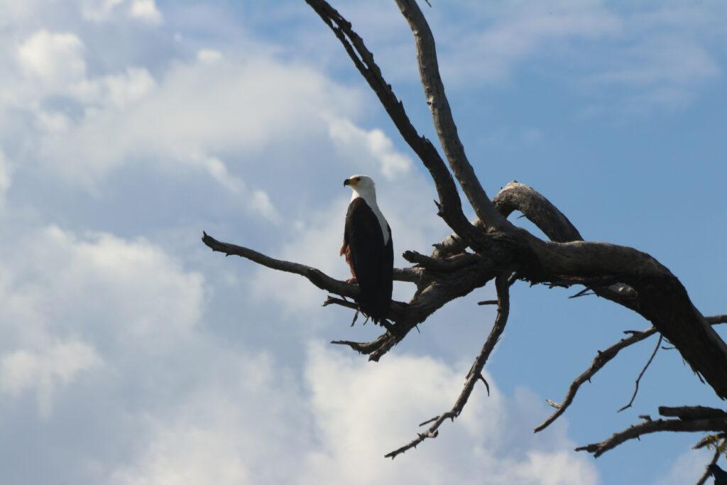 Orange river rafting fish eagle