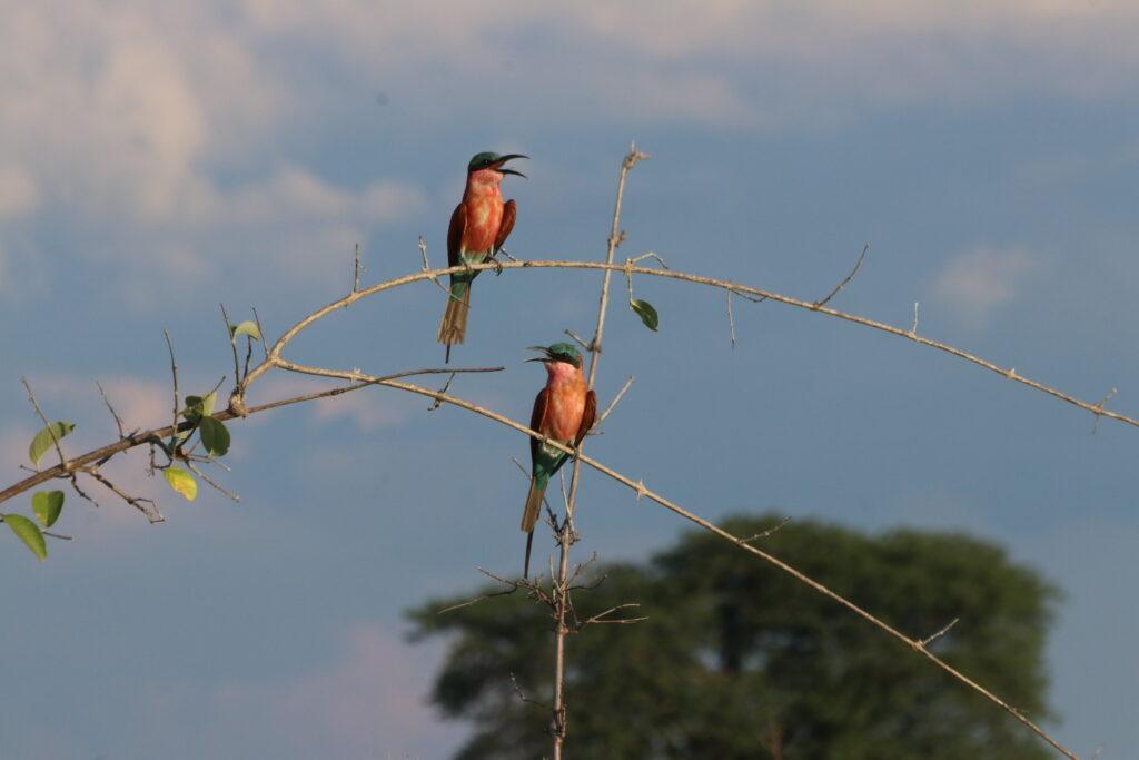 Orange river rafting bird life