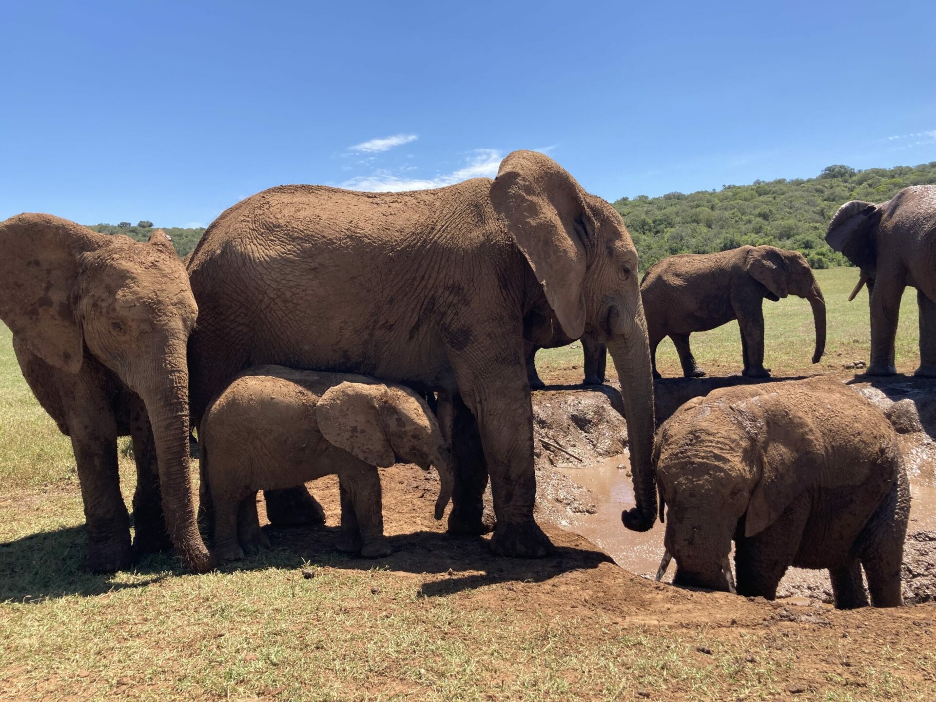 Elephants addo National park - African tours and adventures