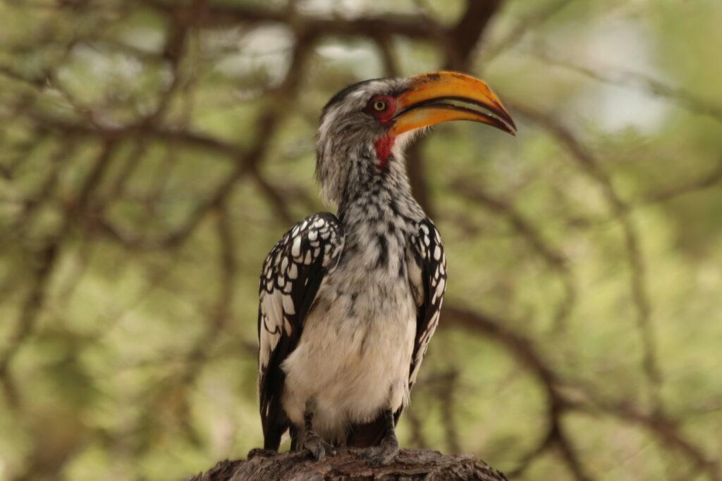 Kgalagadi safari hornbill