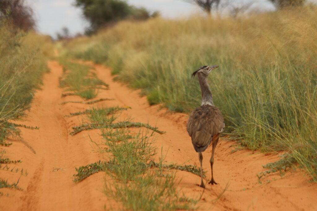 Kgalagadi safari 