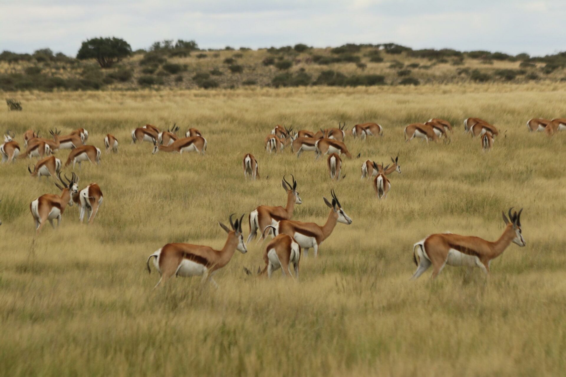 Springbok Kgalagadi safari African tours and adventures