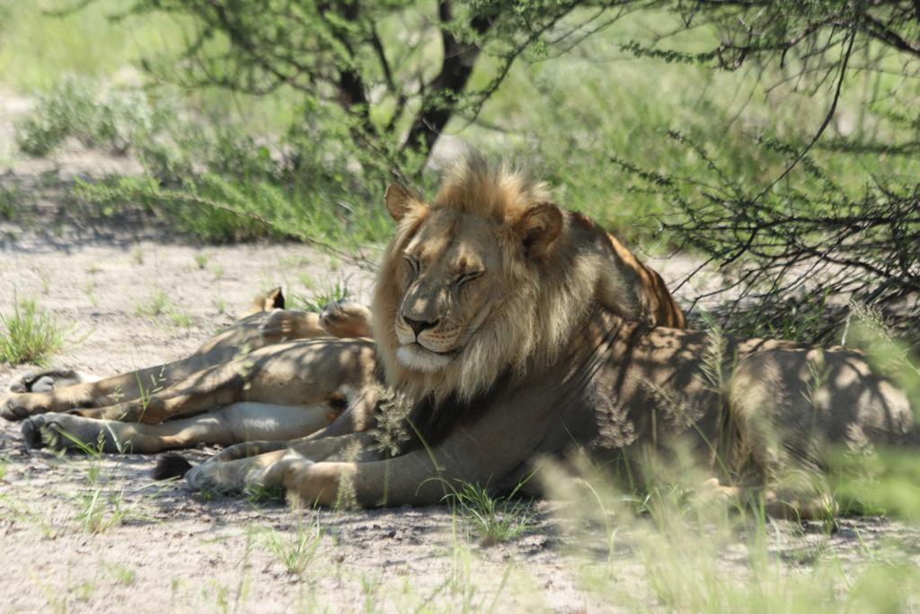 Kgalagadi safari lions