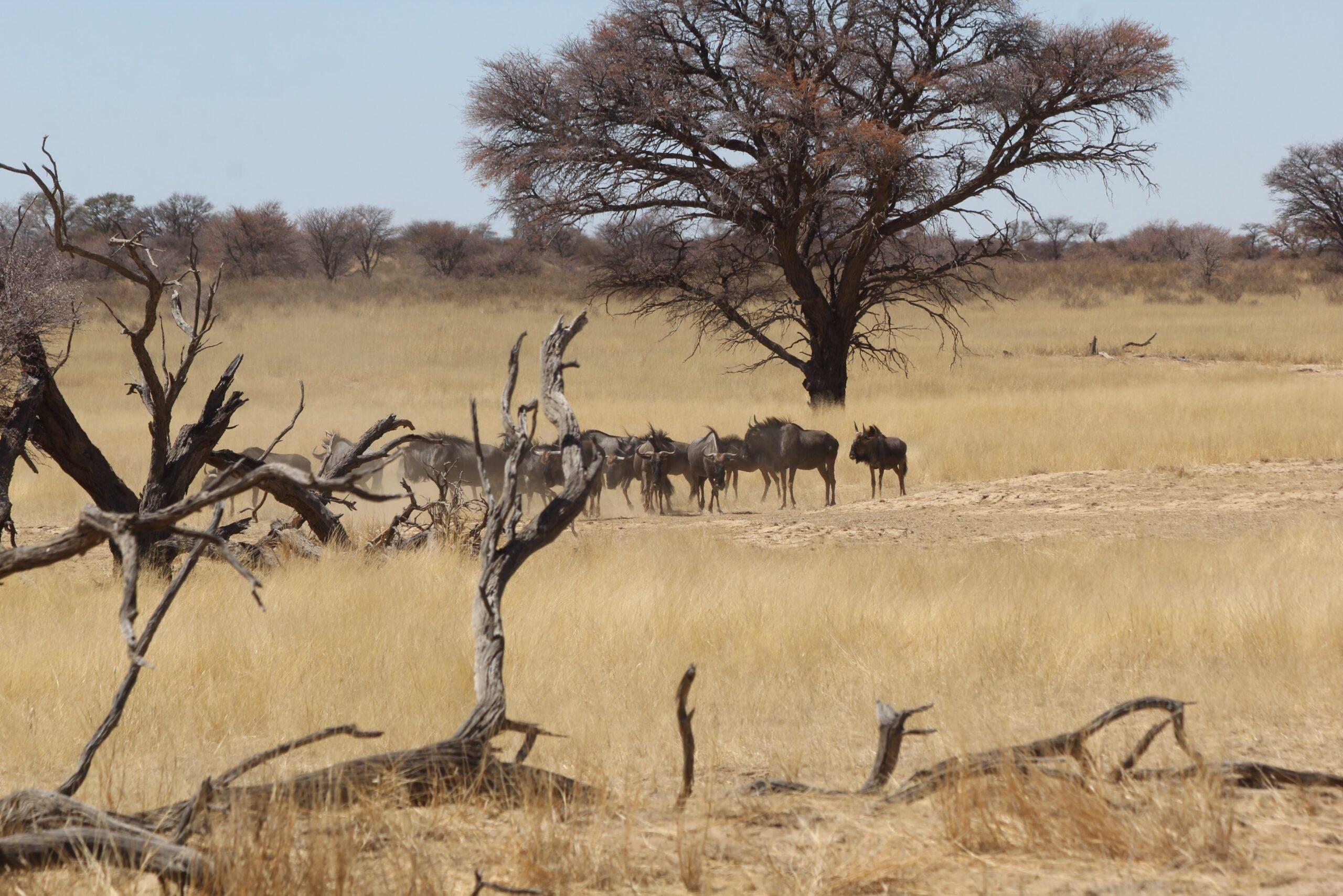 Kgalagadi safari and Orange river rafting 