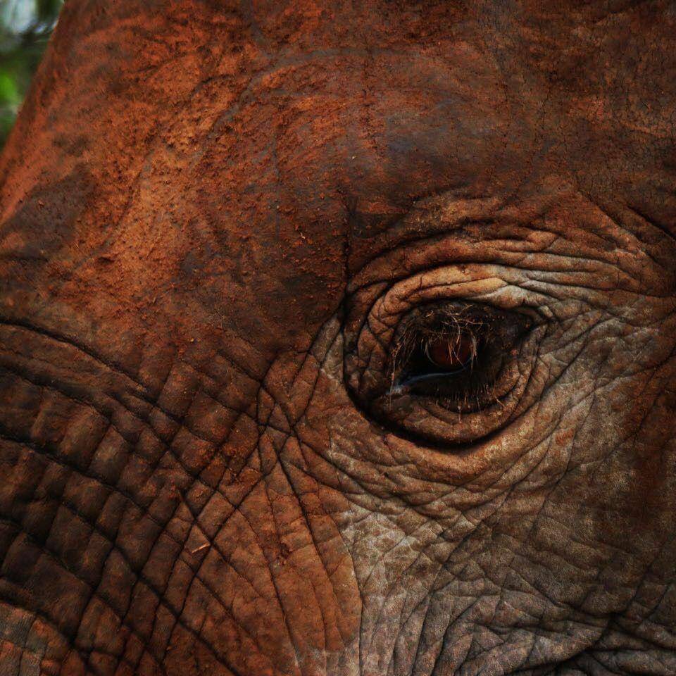 African elephant red sand